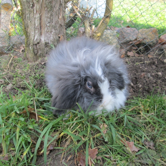 Image pour l'annonce LAPINE CHERCHE COPAIN POUR SAILLIE