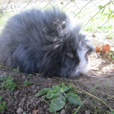 Image pour l'annonce LAPINE CHERCHE COPAIN POUR SAILLIE