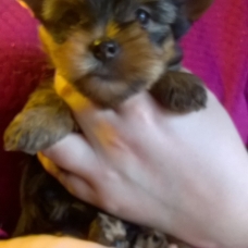Image pour l'annonce Chiot Yorkshire Terrier LOF Lignée de Champions