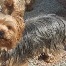 Image pour l'annonce Chiot Yorkshire Terrier LOF Lignée de Champions