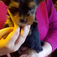 Image pour l'annonce Chiot Yorkshire Terrier LOF Lignée de Champions