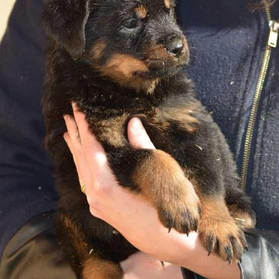Image pour l'annonce vends chiots rottweiler LOF