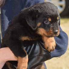 Image pour l'annonce vends chiots rottweiler LOF