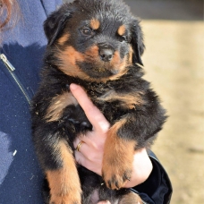 Image pour l'annonce vends chiots rottweiler LOF