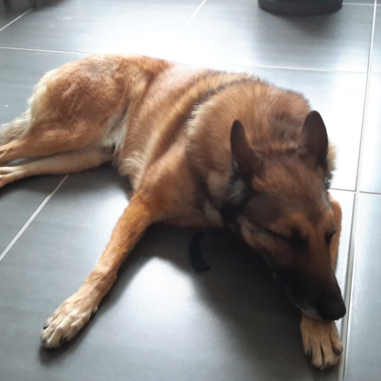 Image pour l'annonce Berger belge malinois mâle