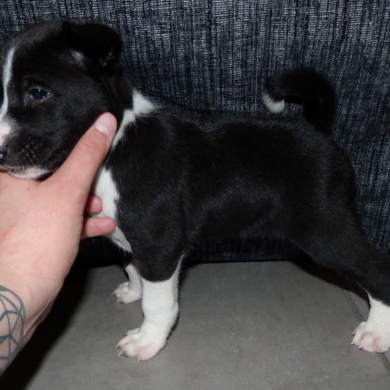 Image pour l'annonce Chiots Basenji