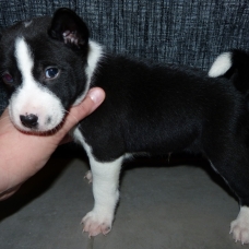Image pour l'annonce Chiots Basenji