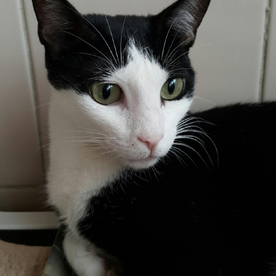 Image pour l'annonce A adopter Chipie, petite chatte N&B de 4 ans