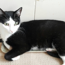 Image pour l'annonce A adopter Chipie, petite chatte N&B de 4 ans