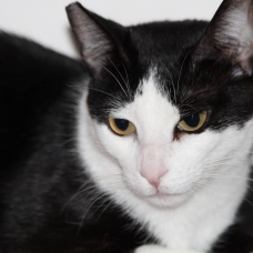 Image pour l'annonce A adopter Chipie, petite chatte N&B de 4 ans