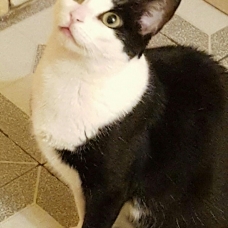 Image pour l'annonce A adopter Chipie, petite chatte N&B de 4 ans