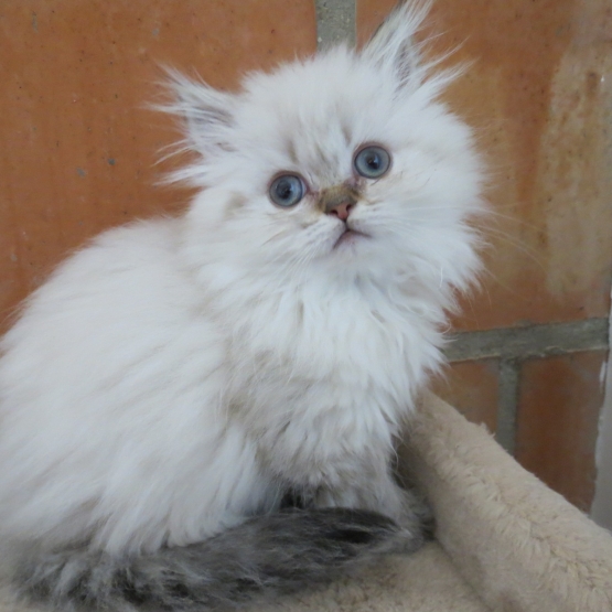 Image pour l'annonce Chatons persans seal tabby point Loof