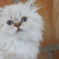 Image pour l'annonce Chatons persans seal tabby point Loof