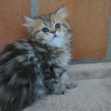 Image pour l'annonce Chatons persans golden shaded Loof