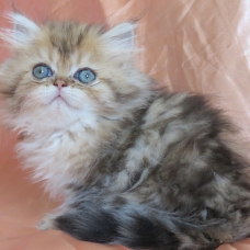 Image pour l'annonce Chatons persans golden shaded Loof