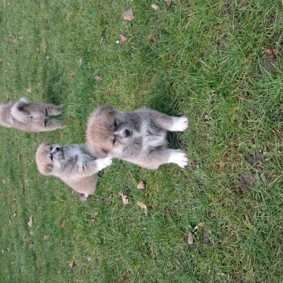 Image pour l'annonce akita inu LOF