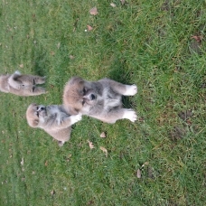 Image pour l'annonce akita inu LOF