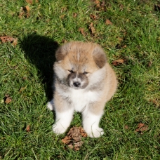 Image pour l'annonce akita inu LOF