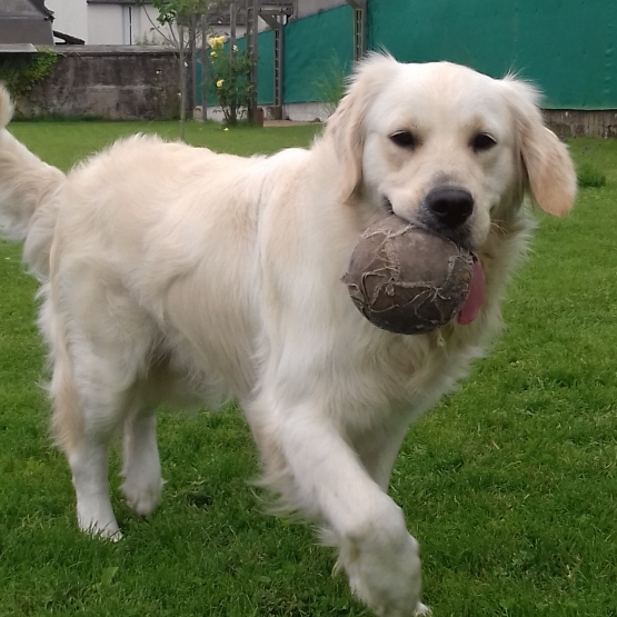 Image pour l'annonce Donne Golden retriever