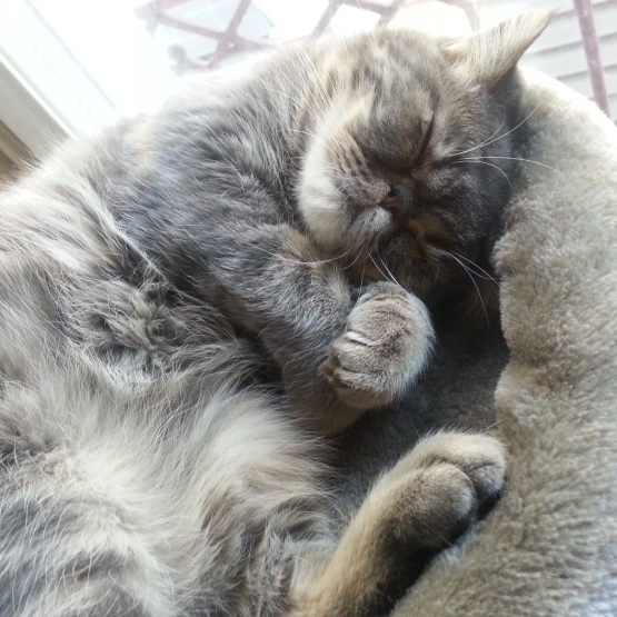 Image pour l'annonce Donne chat Exotic Shorthair