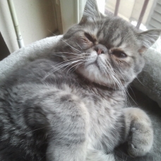 Image pour l'annonce Donne chat Exotic Shorthair