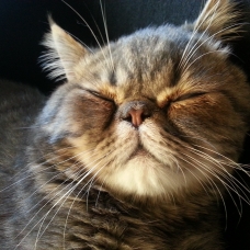 Image pour l'annonce Donne chat Exotic Shorthair