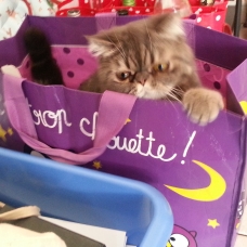 Image pour l'annonce Donne chat Exotic Shorthair