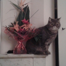Image pour l'annonce Donne chat Exotic Shorthair
