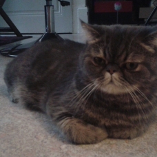 Image pour l'annonce Donne chat Exotic Shorthair