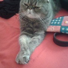 Image pour l'annonce Donne chat Exotic Shorthair