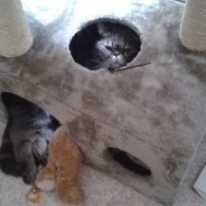 Image pour l'annonce Donne chat Exotic Shorthair
