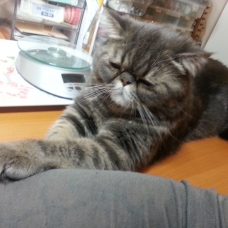 Image pour l'annonce Donne chat Exotic Shorthair