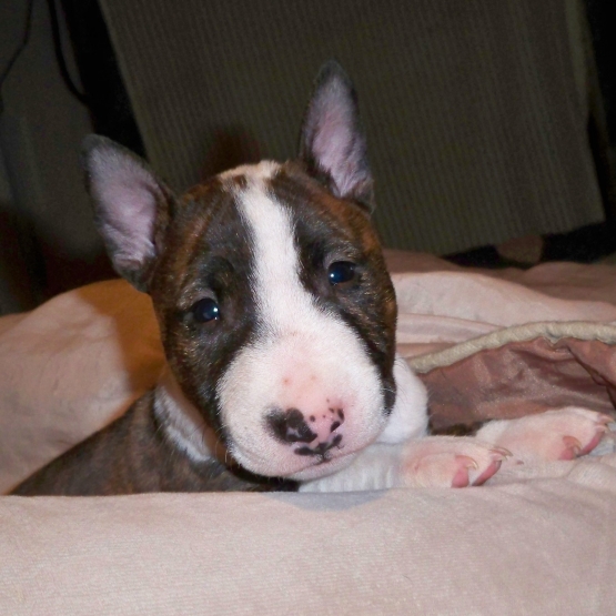 Image pour l'annonce Bull terrier miniature à vendre