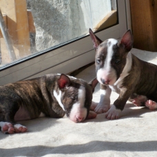Image pour l'annonce Bull terrier miniature à vendre