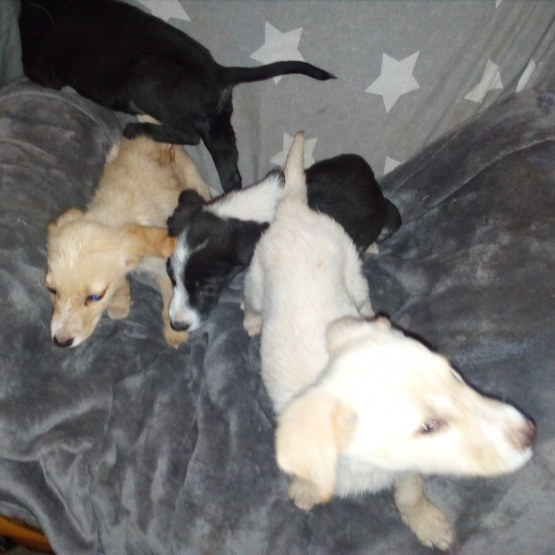 Image pour l'annonce Chiots labradors croisés à donner contre bon soins