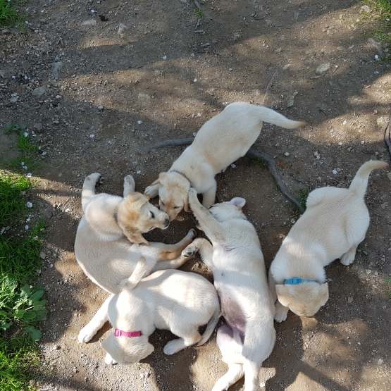 Image pour l'annonce Chiot Labrador Male