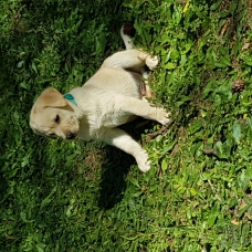 Image pour l'annonce Chiot Labrador Male
