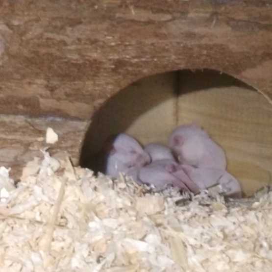 Image pour l'annonce DONNE SOURIS IL Y EN A 10