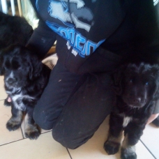 Image pour l'annonce Donations de chiot ( croiser eurasier , cocker )
