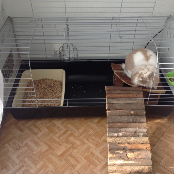 Image pour l'annonce Vend lapin bélier