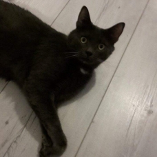 Image pour l'annonce Donne chat de 2 ans et demi