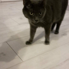 Image pour l'annonce Donne chat de 2 ans et demi