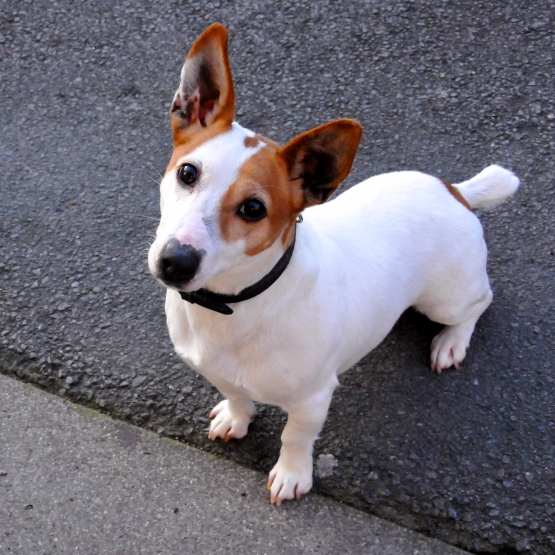 Image pour l'annonce Donne Jack Russel