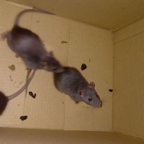 Image pour l'annonce 6 Bébés rats cherchent une famille