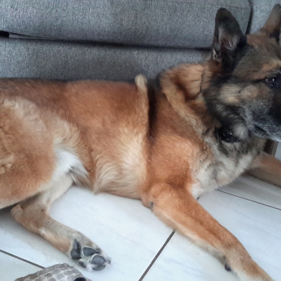 Image pour l'annonce Donne berger belge malinois