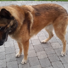 Image pour l'annonce Donne berger belge malinois
