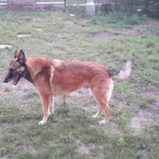 Image pour l'annonce Donne berger belge malinois