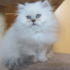 Image pour l'annonce Chatons persans seal tabby point femelles