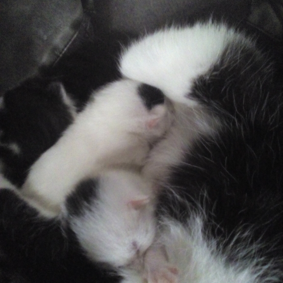 Image pour l'annonce Donne chaton