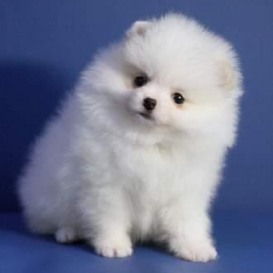 Image pour l'annonce Recherche pomerian ou bichon a don